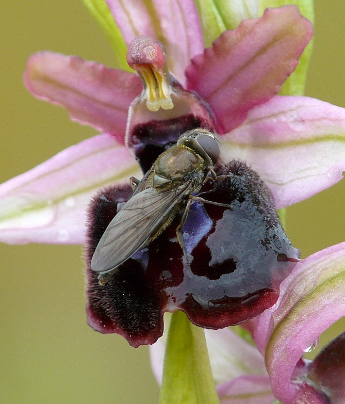 Cheilosia sp. (Syrphidae) impollinatrici di orchidee